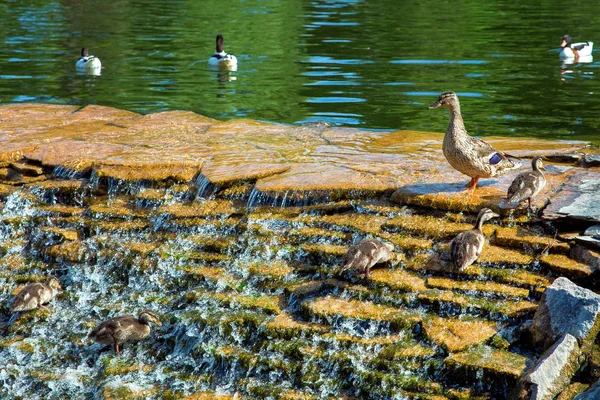 Bir Ördek Basamaklı Şelale Üst Kısmında Duruyor Göle Şehir Parkı — Stok fotoğraf