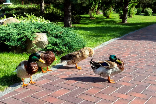 Bir Ördek Sürüsü Bir Yatay Çalılar Ağaçlar Karşı Bir Kırmızı — Stok fotoğraf