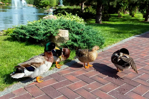 Patos Acera Junto Estanque Con Una Fuente Paisajismo Con Plantas — Foto de Stock