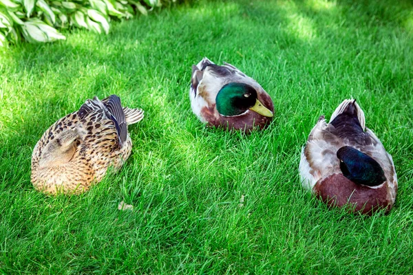 Yalancı Ördekler Yeşil Çimenlerin Üzerinde Yatıyor Musun — Stok fotoğraf