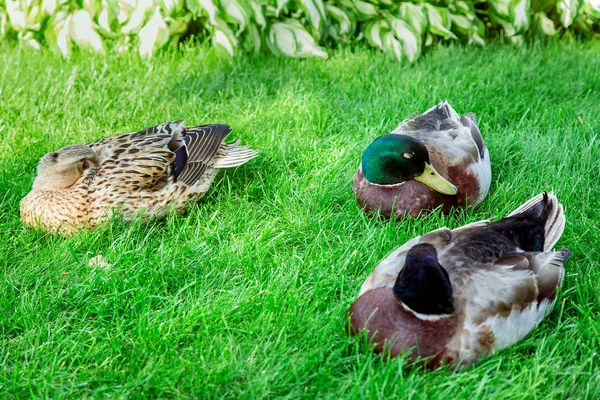 鸭子躺在绿色的草坪上睡着了 在户外近距离靠近的三只羽毛的鸟 — 图库照片
