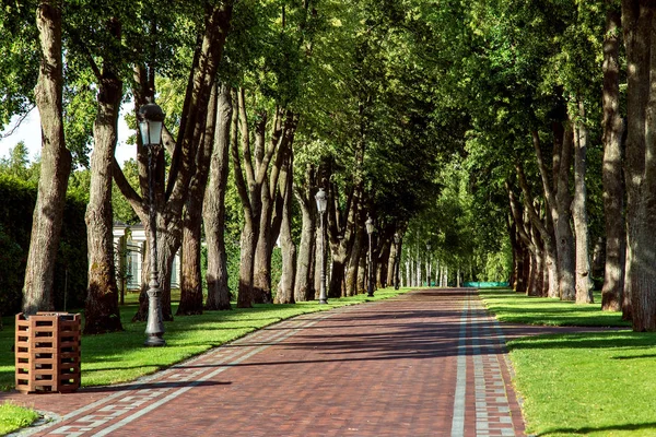 Path Paving Slabs High Deciduous Trees Goes Perspective Path Lampposts — Stock Photo, Image
