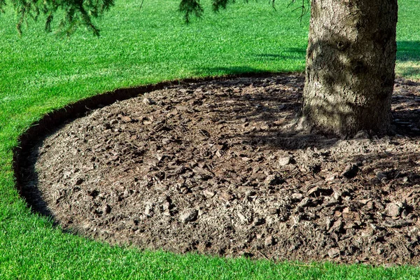 Primer Plano Corteza Del Árbol Acolchado Alrededor Césped Verde Día —  Fotos de Stock