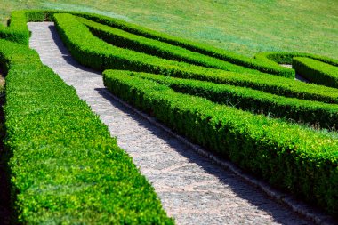 aşağı yürüyüş yolları yeşil şimşir çalılar yolda hedge bir labirent içinde taş döşeme.