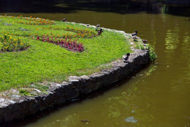 ördekler parkta güneşli bir yaz gününde çiçek açan çiçekler ve yeşil çim bir çiçek yatağı ile taşlarla güçlendirilmiş bir gölet kıyısında oturup.
