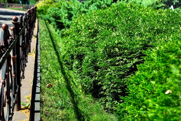 Evergreen Thuja Bush Green Lawn Fenced Plants Iron Fence — Stok fotoğraf