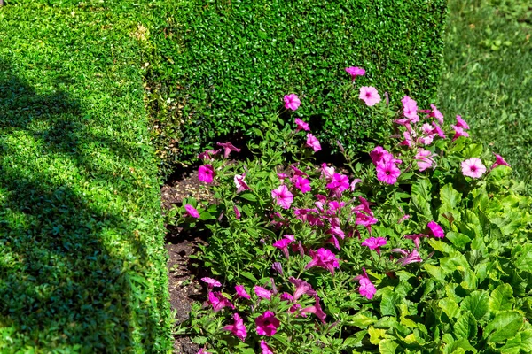 Aiuola Con Fiori Foglie Circondata Cespugli Frondosi Primo Piano — Foto Stock