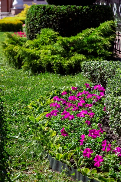 Flowerbed Çiçek Pembe Çiçekli Yeşil Yaprakları Çalılar Bitki Dikey Arka — Stok fotoğraf