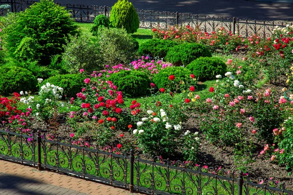 花坛与园林绿化灌木玫瑰与芽和常绿圆形灌木背后的黑色铁栅栏 — 图库照片