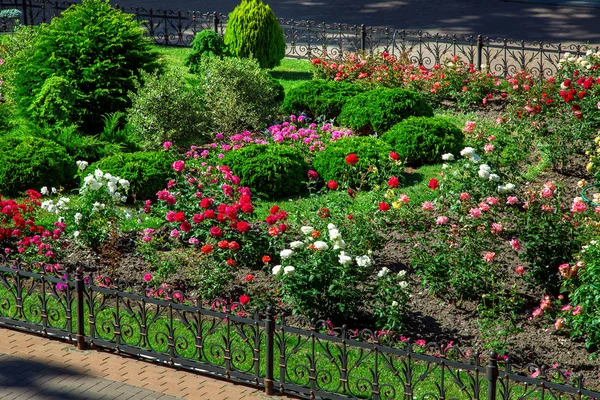 Canteiro Flores Com Rosas Arbusto Paisagismo Com Botões Arbustos Redondos — Fotografia de Stock