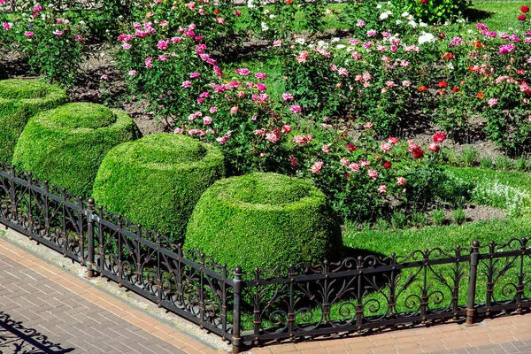 花坛用黑色铁栅栏围起来 有人行道的景观设计 有盛开的玫瑰灌木和圆圆的黄木灌木 — 图库照片