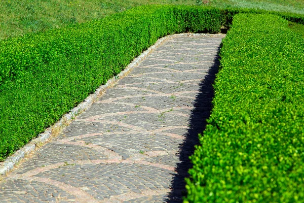 Stone path for hiking among the hedge of green boxwood on a sunny summer day.