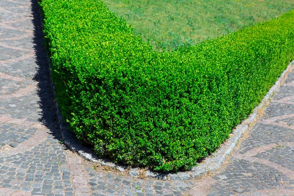 hedge walkway of evergreen boxwood at the bend of the trail.