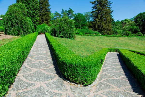 Stone Path Pattern Comes Top Bottom Trees Planted Green Bushes — Stock Photo, Image