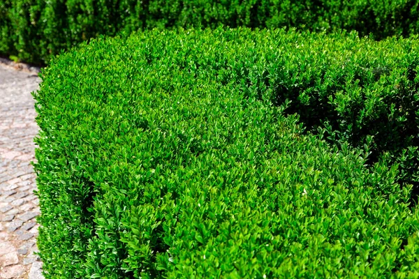 Hedge Wandelpad Van Groenblijvende Buxus Plant Close — Stockfoto