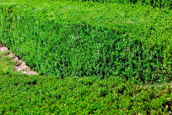 Şimşir Bir Yakın Çekim Yaprak Dökmeyen Bir Bush Güneşli Park — Stok fotoğraf