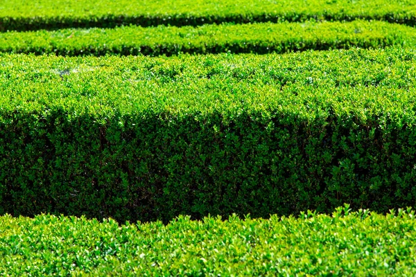 Primer Plano Boj Con Hojas Verdes Arbusto Siempreverde Iluminado Por —  Fotos de Stock