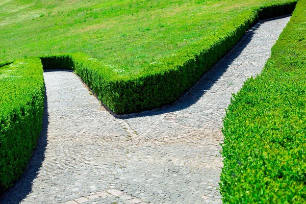 şimşir çit boyunca gri yeşil Park bir labirentte yollarını güneşli bir günde döşenir..