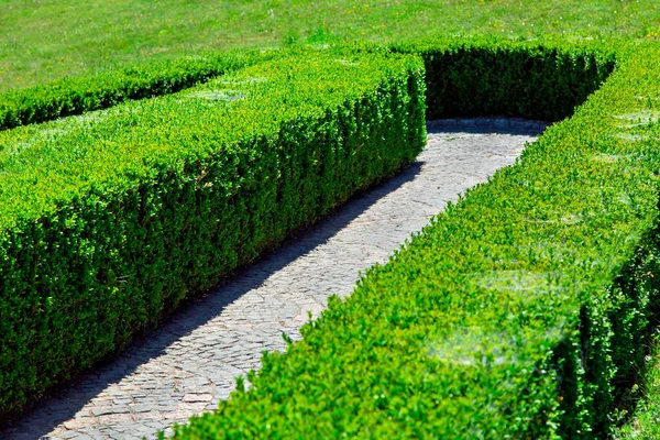 Stone path for pedestrian walks among the hedge of green boxwood on a sunny summer day.