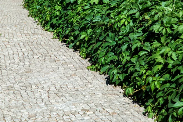 Camino Pie Adoquines Piedra Cuadrada Con Arbusto Verde Trepador Frondoso —  Fotos de Stock
