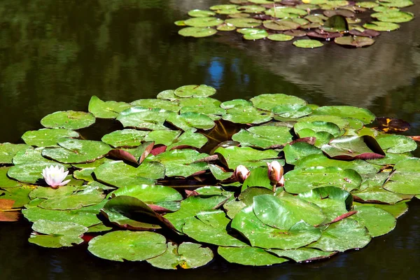 güneşli bir günde, nehir lily su birikintisi içinde yuvarlak yeşil yaprakları ile yakından.