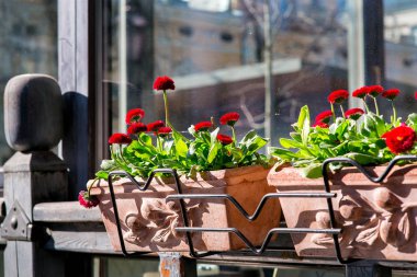 cam closeup ile ahşap bir pencere çerçevesi üzerinde kırmızı çiçekleri ve yeşil yaprakları ile taş tencere, kimse.