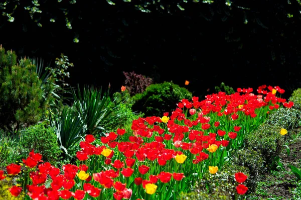 Червоні Тюльпани Ростуть Саду Серед Зелених Рослин Освітлених Сонячним Світлом — стокове фото