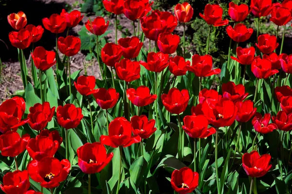 Червоні Тюльпани Клумбі Крупним Планом — стокове фото