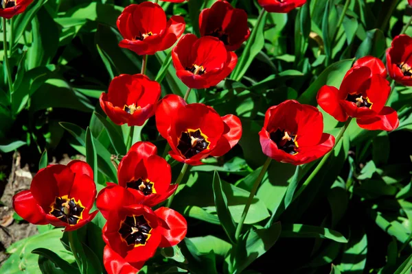 Червоні Тюльпани Клумбі Крупним Планом Вид Зверху Бутонів — стокове фото