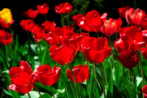 Червоні Тюльпани Клумбі Поруч Видом Збоку Бутонів — стокове фото