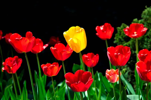 Квітучі Червоні Тюльпани Жовтим Тюльпаном Центрі Рамки Чорному Фоні Вид — стокове фото