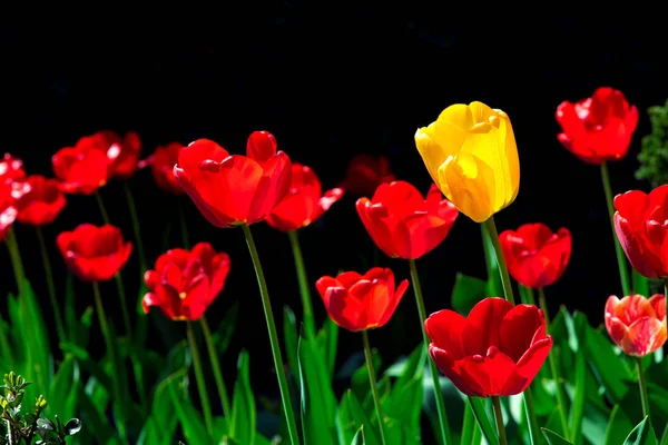 Квітучі Червоні Тюльпани Чорному Тлі Саду Крупним Планом Квітки — стокове фото