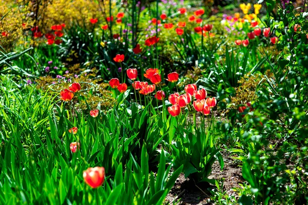 Клумба Червоними Тюльпанами Зеленими Рослинами Саду Сонячний Весняний День — стокове фото