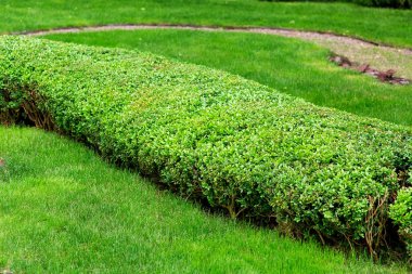 çim shorn arasında boxwood yapraklı çalı, yeşil peyzaj tasarımı çevre dostu, kimse.