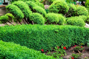 Kırmızı çiçekler ve yeşil yapraklı bir ağaç ile bahçede boxwood Evergreen çalı.