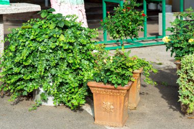yapraklı bitkiler dökmeyen sarmaşık ve gül ile taş vazolar.