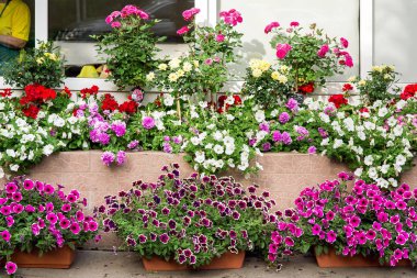 Bahçe için bitki satan dükkanda renkli petunya çiçekleri ile Saksılar, ön görünüm.