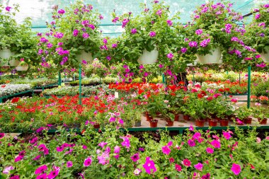 Ev ve bahçe peyzaj için çiçekli saksılar, açık hava alışveriş kimse.