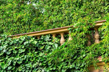 Balustrades tırmanma tesisleri ile büyümüş, çevre dostu bir ortamda bir bina elemanı yakın.