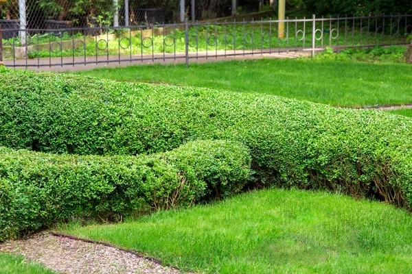 Seto Boj Forma Cortada Diseño Paisaje Plantas Verdes Respetuosas Del —  Fotos de Stock