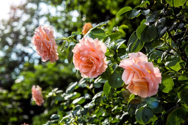 Μπουμπούκια Του Ανθισμένα Τριαντάφυλλα Κοντά Στο Φόντο Των Πράσινων Φύλλων — Φωτογραφία Αρχείου