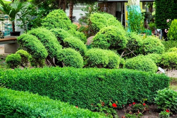花壇と緑の木と庭のボックスウッドの常緑低木 — ストック写真