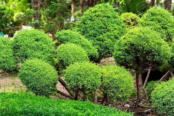 Ovális Bokor Golyó Zöld Ágak Dekoráció Kerti Udvar — Stock Fotó