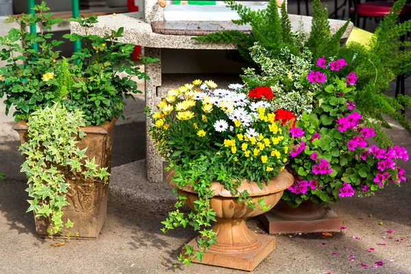 Sten Blomkrukor Ett Sortiment Med Växter Blommor Och Murgröna — Stockfoto