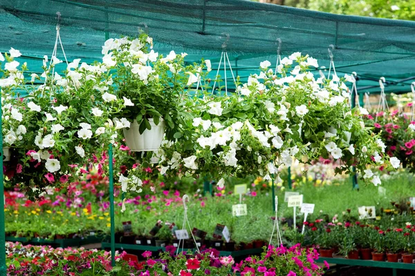 Hängande Blomkrukor Med Blommande Petunia Bakgrunden Finns Många Olika Växter — Stockfoto