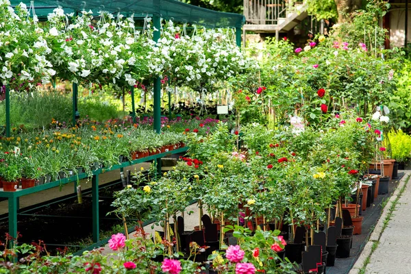 Marknaden För Försäljning Plantor Rosor Och Andra Växter För Trädgård — Stockfoto