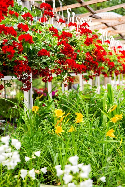 Lily Blommor Med Gröna Blad Och Gula Blommar Trädgården Marknaden — Stockfoto