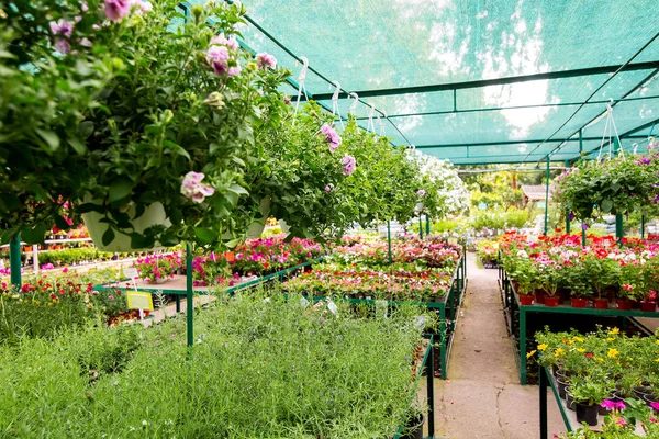 Market for selling flowers for home garden, flowerpots with hanging flowers and on racks in an assortment of green leaves.
