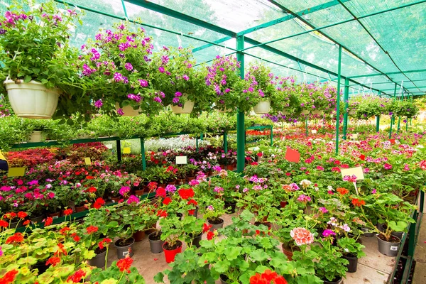 Showcase Med Hyllor Som Säljer Trädgårdsväxter För Landskapsarkitektur Blomsterrabatter Och — Stockfoto