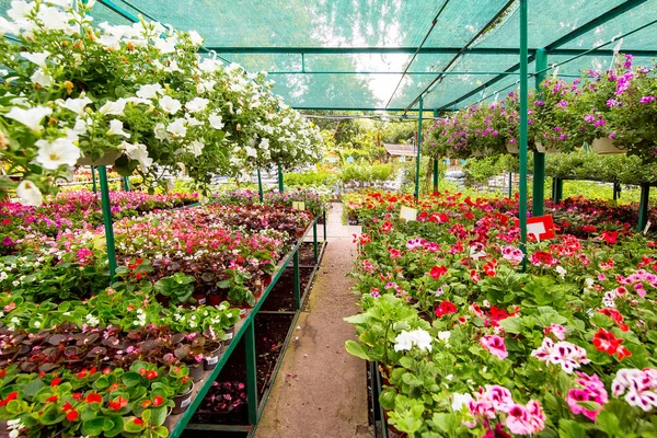 Shop Säljer Blommor För Hem Trädgård Blomkrukor Med Hängande Blommor — Stockfoto